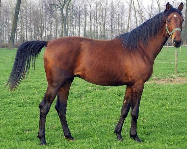 horse Legolas (Rhinelander, 2003, from Louis le Bon)