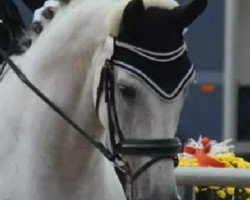 jumper Avalon (German Sport Horse, 2004, from Adelante I)