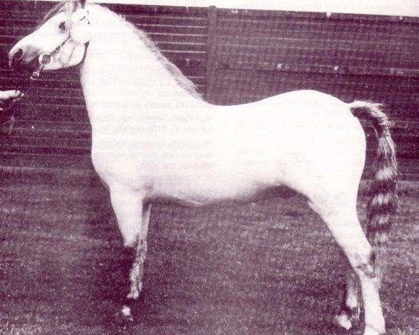 stallion Coed Coch Orig 14533 (Welsh mountain pony (SEK.A), 1974, from Coed Coch Nerog)