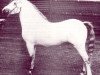 Deckhengst Coed Coch Orig 14533 (Welsh Mountain Pony (Sek.A), 1974, von Coed Coch Nerog)