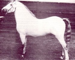 Deckhengst Coed Coch Orig 14533 (Welsh Mountain Pony (Sek.A), 1974, von Coed Coch Nerog)