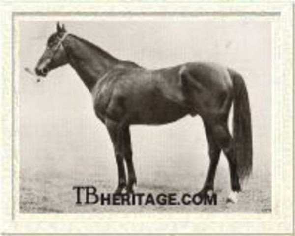 horse Charles O'Malley xx (Thoroughbred, 1907, from Desmond xx)