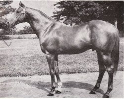 stallion Jet Action xx (Thoroughbred, 1951, from Jet Pilot xx)