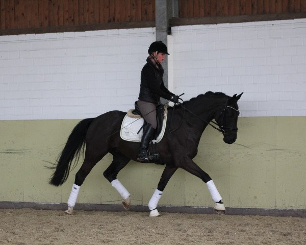 horse Dark Dancer (Hanoverian, 2012, from Don Crusador)