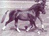 stallion Tetworth Tetrarch (Welsh-Pony (Section B), 1980, from Downland Chevalier)