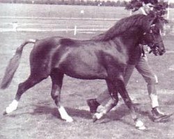 Deckhengst Tetworth Tetrarch (Welsh Pony (Sek.B), 1980, von Downland Chevalier)