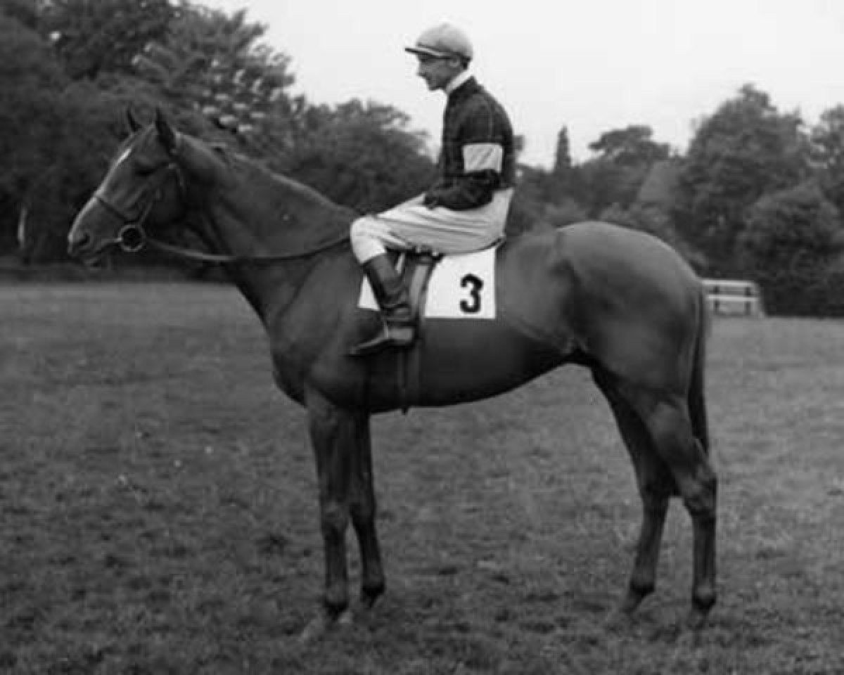 Deckhengst Blarney Stone xx (Englisches Vollblut, 1949, von Historic xx)