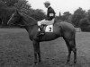stallion Blarney Stone xx (Thoroughbred, 1949, from Historic xx)