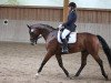 Dressurpferd Fred 64 (Polnisches Warmblut, 2000)