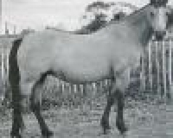 Zuchtstute Lechlade Angelica (Welsh Pony (Sek.B), 1971, von Downland Chevalier)