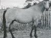 broodmare Lechlade Angelica (Welsh-Pony (Section B), 1971, from Downland Chevalier)