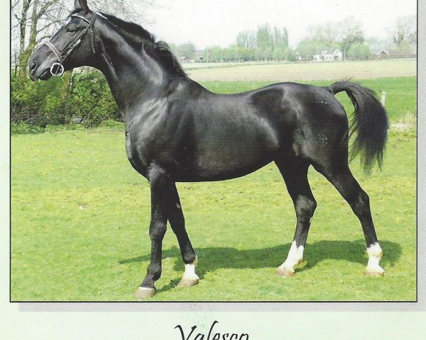 stallion Valesco Irisch Taxi Farm D'09 (Belgian Warmblood, 1998, from Gotspe)