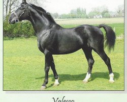 Deckhengst Valesco Irisch Taxi Farm D'09 (Belgisches Warmblut, 1998, von Gotspe)