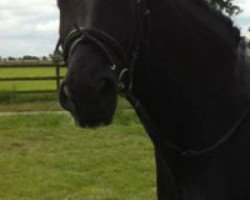 dressage horse Akito 76 (Pinto/Kleines Reitpferd, 2002, from Abenteuer)