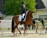 broodmare Desert Rose 13 (German Riding Pony, 2006, from FS Don't Worry)