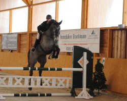 Springpferd Casidor (Rheinländer, 2010, von Cassini Boy Junior)