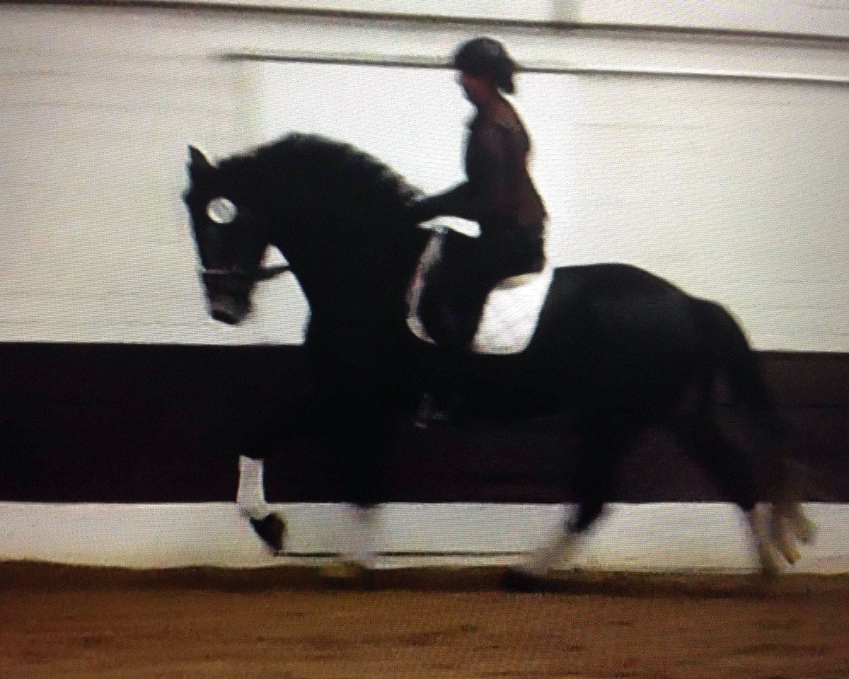 dressage horse Ramazotti (Hanoverian, 2010, from Rascalino)