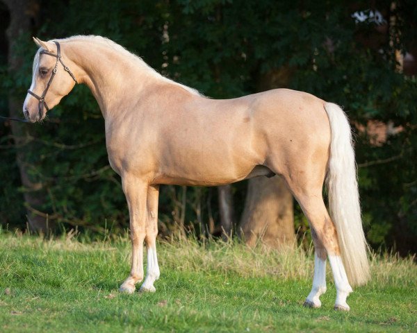 stallion Cadlanvalley Dreamkeeper (Welsh-Pony (Section B), 2012, from Russetwood Elation)