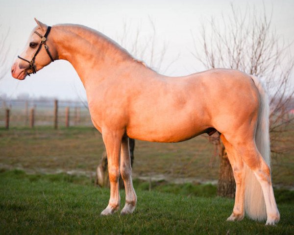Deckhengst Cadlanvalley Landlord (Welsh Pony (Sek.B), 2006, von Boston Bonaparte)