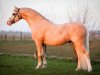 stallion Cadlanvalley Landlord (Welsh-Pony (Section B), 2006, from Boston Bonaparte)