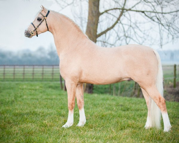 Deckhengst Steehorst Pride (Welsh Pony (Sek.B), 2004, von Shamrock Backstage Imperial)