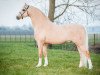 stallion Steehorst Pride (Welsh-Pony (Section B), 2004, from Shamrock Backstage Imperial)