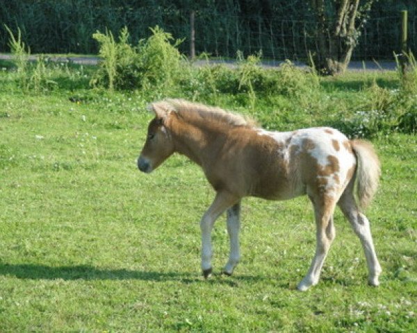 stallion Harlekin von Fantasticcolor (Dt.Part-bred Shetland pony, 2014, from Harry van het Lammershof)