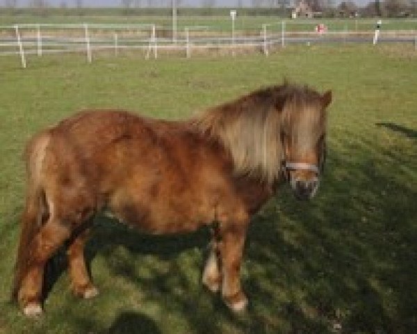 Zuchtstute Linda (Shetland Pony, 1996, von Vorden Buddleia)