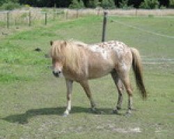 Zuchtstute Luna (Dt.Part-bred Shetland Pony, 2012, von Harry van het Lammershof)