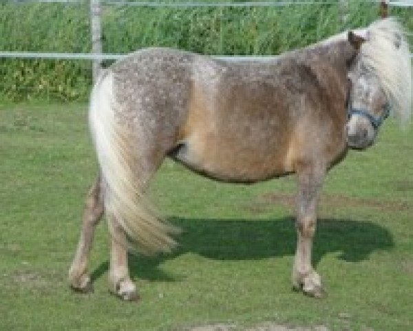 Zuchtstute Chanel (Dt.Part-bred Shetland Pony, 2008, von Vaderhoeve's Shaggy)