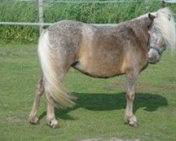 broodmare Chanel (Dt.Part-bred Shetland pony, 2008, from Vaderhoeve's Shaggy)