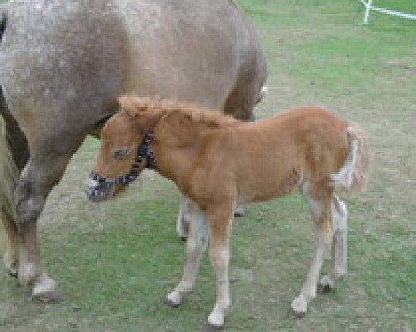 Zuchtstute Isabella (Dt.Part-bred Shetland Pony, 2012, von Harry van het Lammershof)