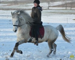 Pferd Andalusier Wallach (Andalusier bzw/Pferde reiner spanischer Rasse, 2006)