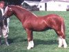 stallion Springbourne Claret (Welsh mountain pony (SEK.A), 1985, from Penual Mark)