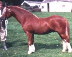 Deckhengst Springbourne Claret (Welsh Mountain Pony (Sek.A), 1985, von Penual Mark)