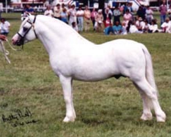 stallion Breachwood Marwyn (Welsh mountain pony (SEK.A), 1977, from Rondeels Pengwyn)