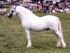 Deckhengst Breachwood Marwyn (Welsh Mountain Pony (Sek.A), 1977, von Rondeels Pengwyn)