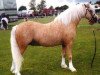 stallion Owston Harvest (Welsh mountain pony (SEK.A), 1995, from Flashley Hywel 23535)