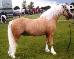 stallion Owston Harvest (Welsh mountain pony (SEK.A), 1995, from Flashley Hywel 23535)