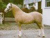 stallion Blanche Mikado (Welsh mountain pony (SEK.A), 1999, from Owston Harvest)