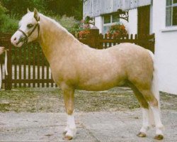 stallion Blanche Mikado (Welsh mountain pony (SEK.A), 1999, from Owston Harvest)