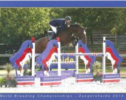 Zuchtstute Inchala (Belgisches Warmblut, 2008, von Nabab de Rêve)