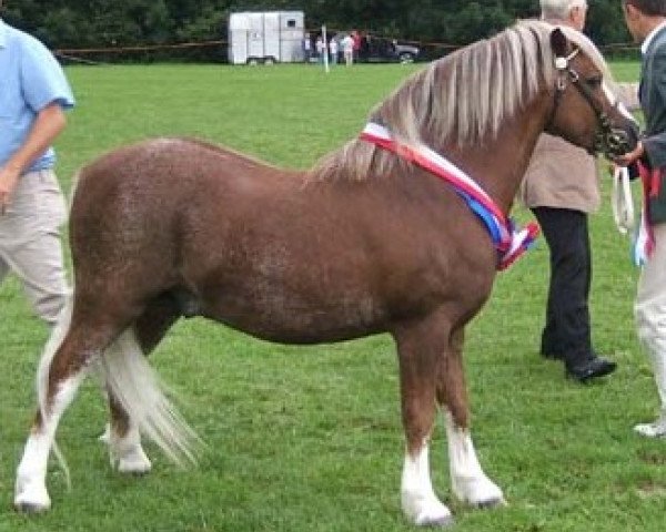 Deckhengst Cascob Red Kite (Welsh Mountain Pony (Sek.A), 2000, von Betws Dafydd)