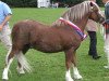 stallion Cascob Red Kite (Welsh mountain pony (SEK.A), 2000, from Betws Dafydd)