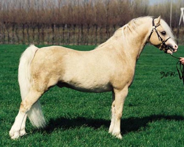 stallion Yaverland Carousel (Welsh mountain pony (SEK.A), 1987, from Baledon Hy-Jack)