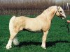 Deckhengst Yaverland Carousel (Welsh Mountain Pony (Sek.A), 1987, von Baledon Hy-Jack)