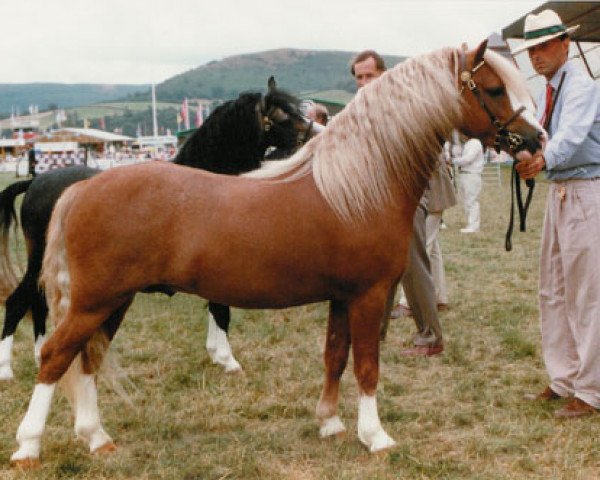 Deckhengst Springbourne Caraway (Welsh Mountain Pony (Sek.A), 1986, von Penual Mark)
