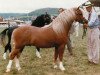 stallion Springbourne Caraway (Welsh mountain pony (SEK.A), 1986, from Penual Mark)