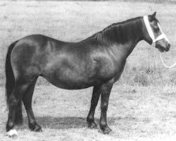 Zuchtstute Cwmgarn Heidi (Welsh Mountain Pony (Sek.A), 1960, von Shimdda Hir Stardust)