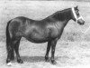Zuchtstute Cwmgarn Heidi (Welsh Mountain Pony (Sek.A), 1960, von Shimdda Hir Stardust)